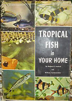 Tropical Fish in your Home  