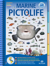 All Tropical Atlantic sea-life, the Marine Pictolife describes more than 250 marine species