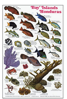 Guide to Reef fishes of Honduras