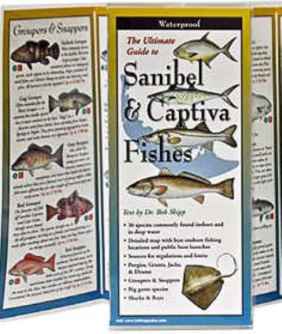 Fishes of Sanibel and Captiva (USA)