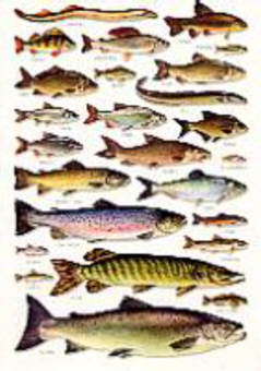 British Freshwater Fishes - An A5 Identification WALL Chart 