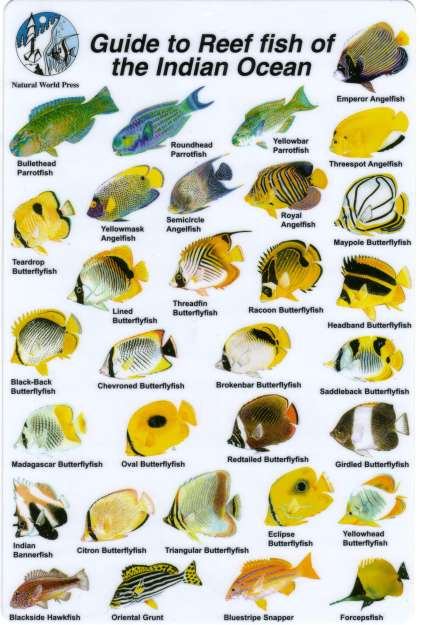 GUIDE TO THE REEF FISH OF THE INDIAN OCEAN