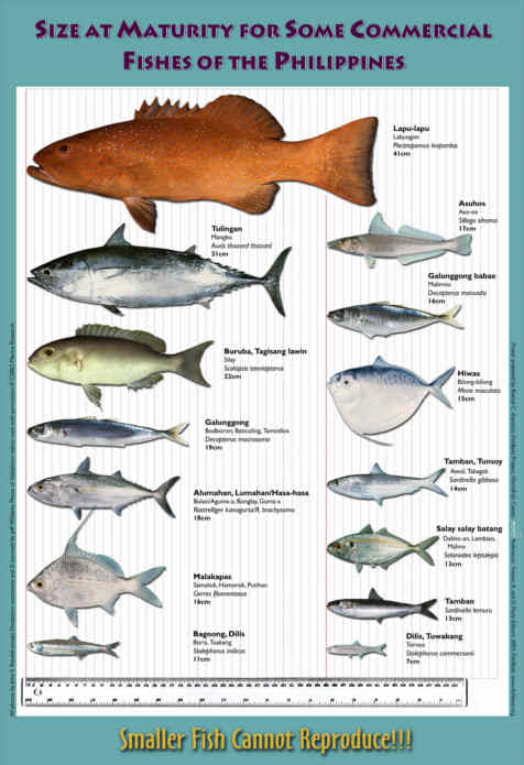 MATURITY SIZE CHART FOR SOME COMMERCIAL PHILLIPINE FISHES