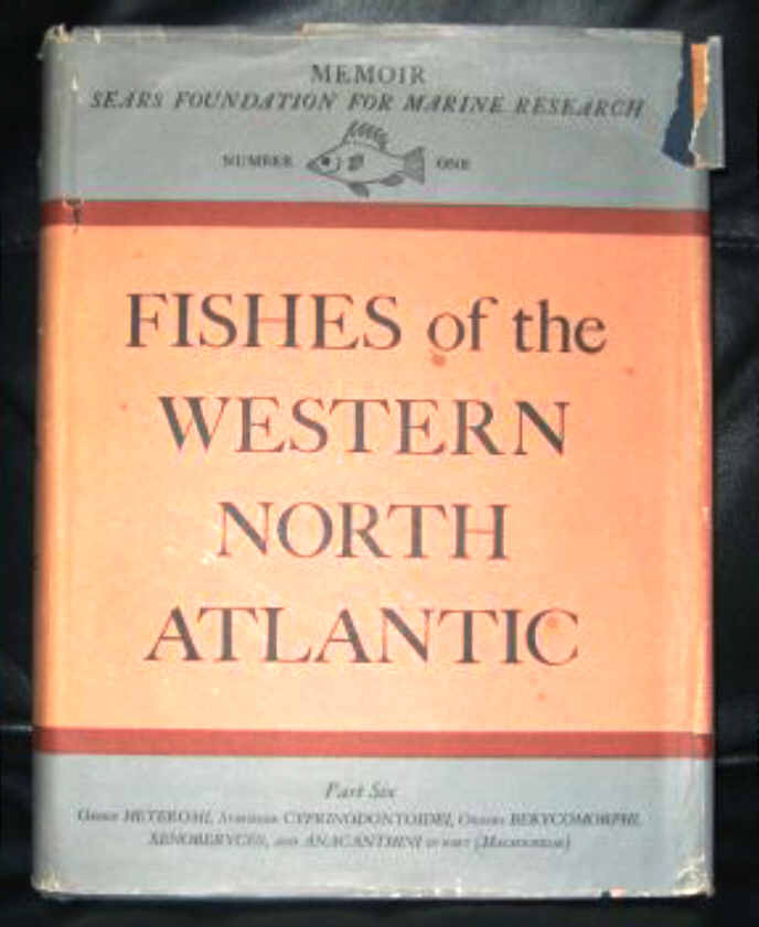 FISHES OF THE WESTERN NORTH ATLANTIC - PART SIX 
