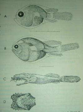 The Ceratioid Fishes