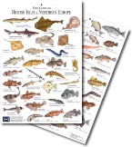 British Isles and Northern Europe fish Identification card Printed onto a plastic core which is then laminated