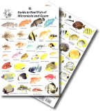 Guide to Reef Fish of Micronesia and Guam 
