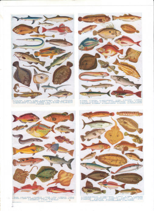 WALL CHARTS OF BRITISH SEA FISHES - 4 REPRODUCTION  CHARTS AVAILABLE IN A4 OR A3 SIZES