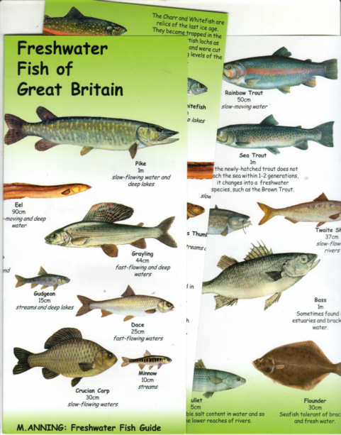 er fishes of Great Britain Pocketable. Laminated Chart An Illustrated Fold out Guide to the Coastal Fishes of Britain