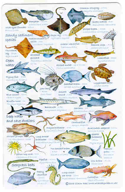 Fish Identification Guides, Reef fish identification,Guides,slates