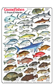 Game Fish of the Tropical Atlantic Identification and Dive Slate