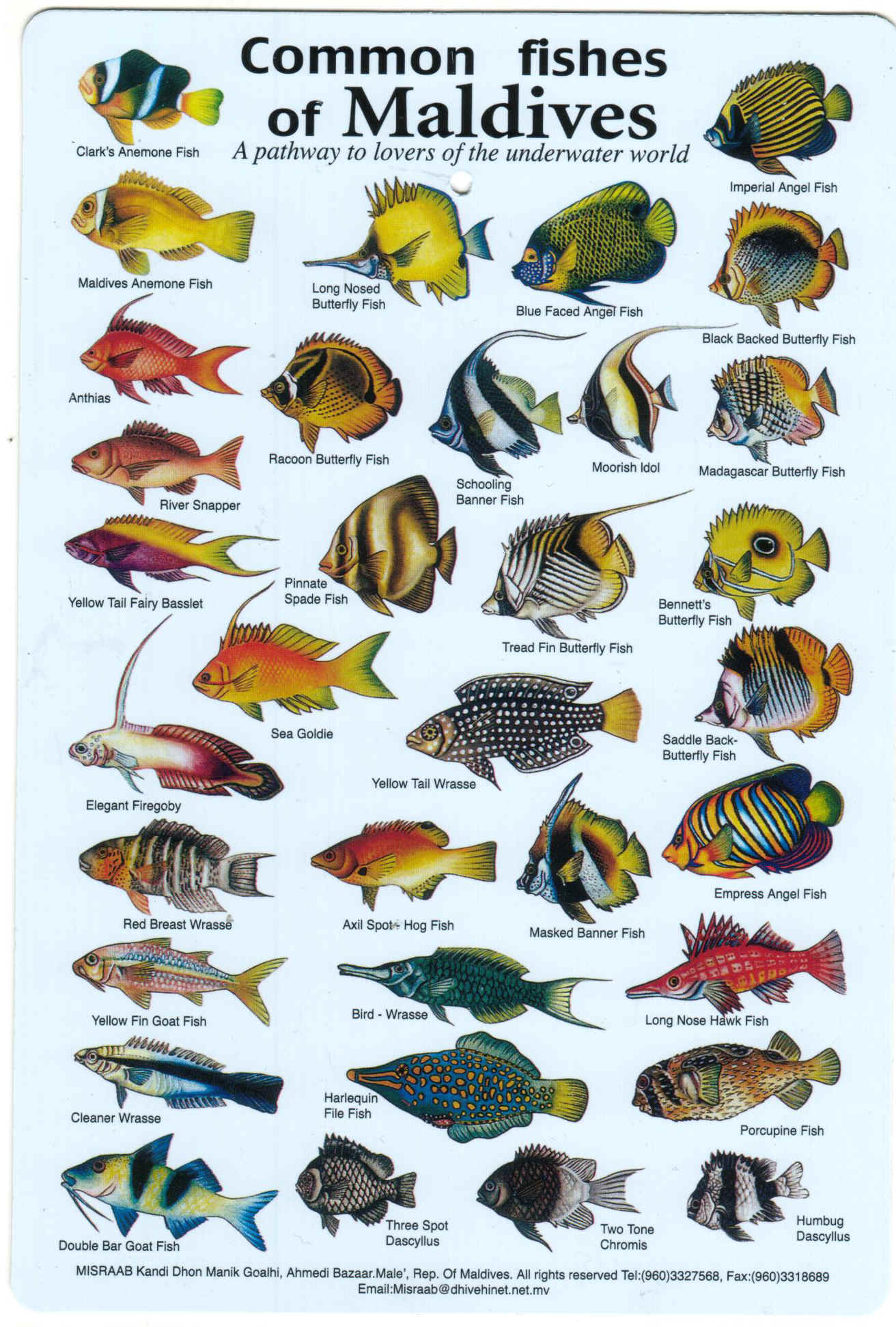 Fishes of the Maldives Identification Chart (water resistant laminated card)