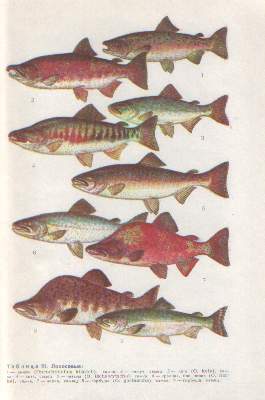 Fishes of Rivers and Lakes of the USSR. Soviet Reference Book (1977)