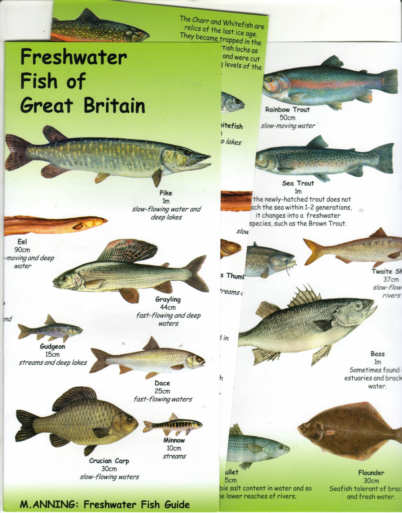 British FRESHWATER FISH identification OF GREAT BRITAIN